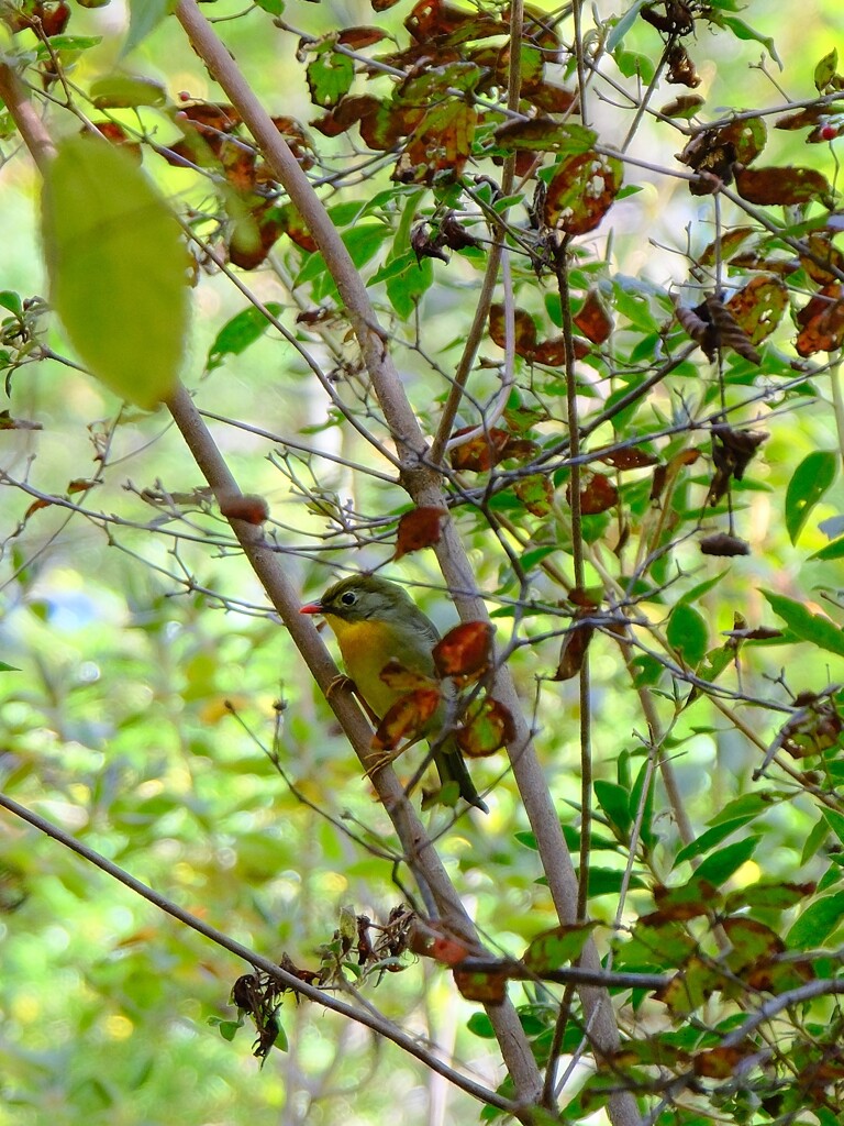 相思鳥でしょうか？