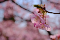 河津桜