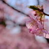 河津桜