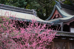 郡上八幡神社の梅