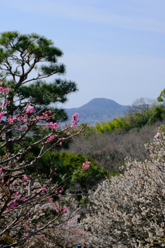 中山寺の梅園