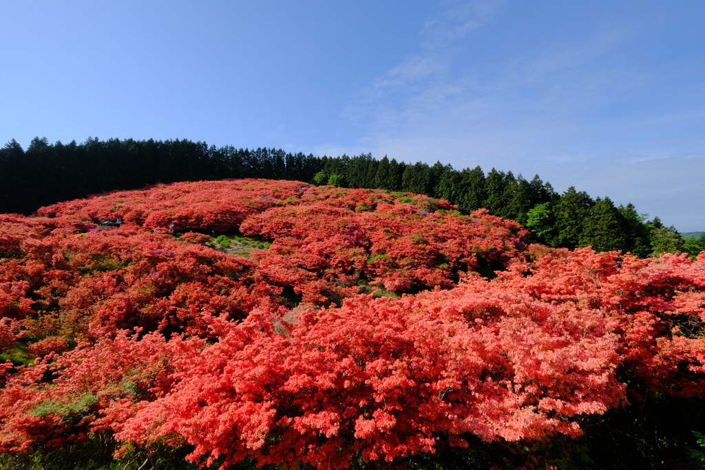 葛城山のつつじ