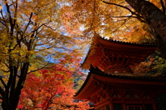 大威徳寺多宝塔の紅葉