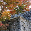 津山城の紅葉