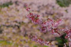 オカメ桜
