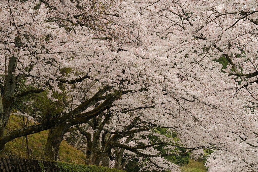 海津大崎の桜