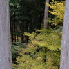 吉野の紅葉
