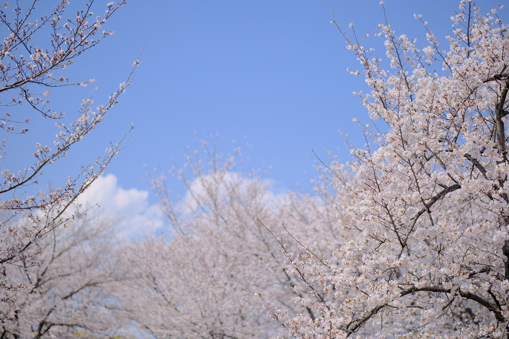 毛馬桜之宮公園の桜
