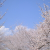 毛馬桜之宮公園の桜