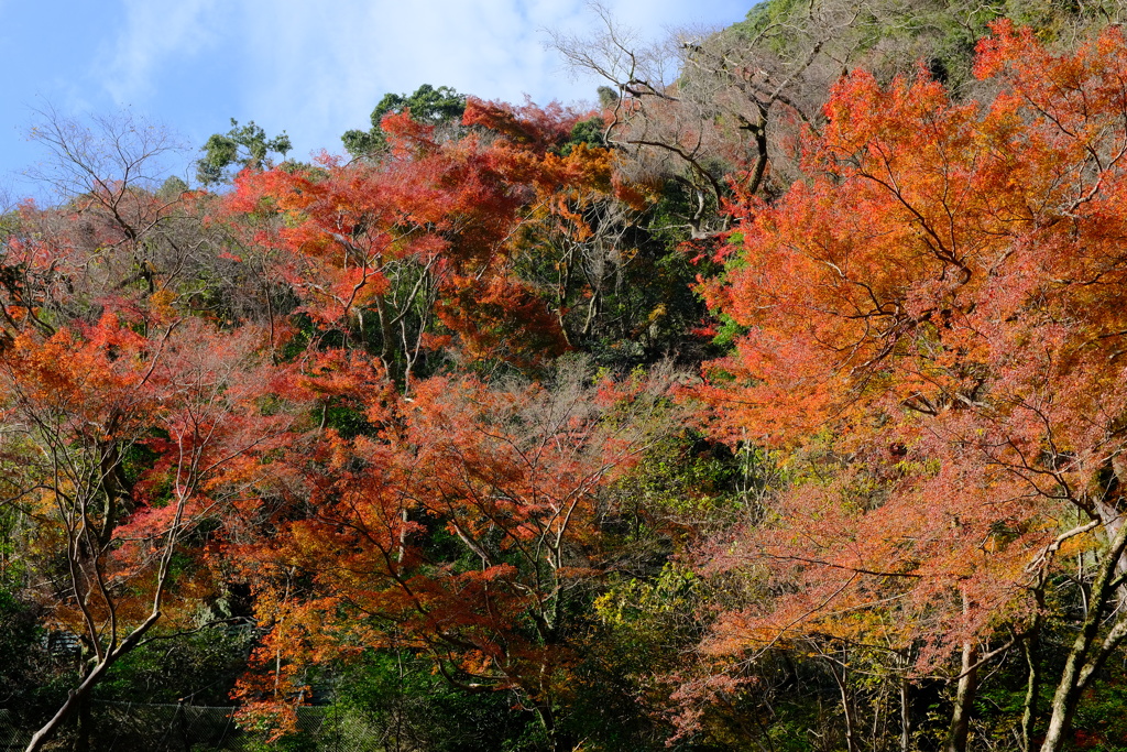 箕面公園の紅葉