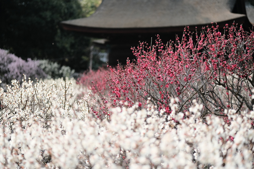 道明寺天満宮の梅林