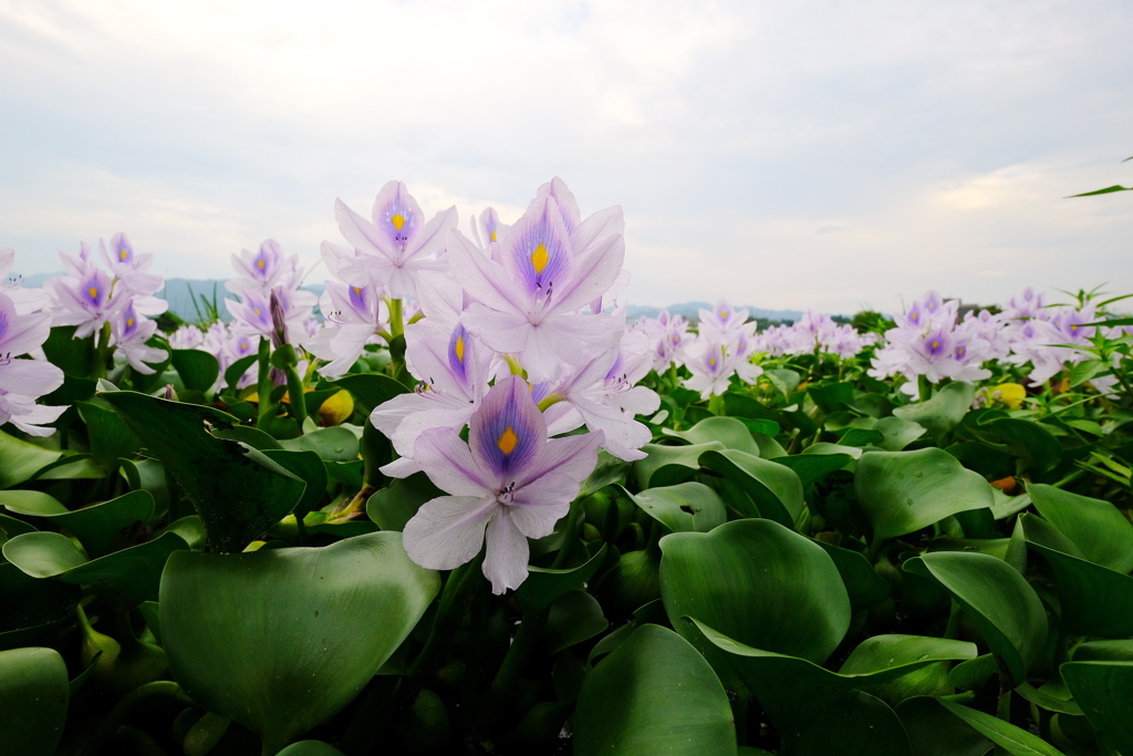 Water hyacinth