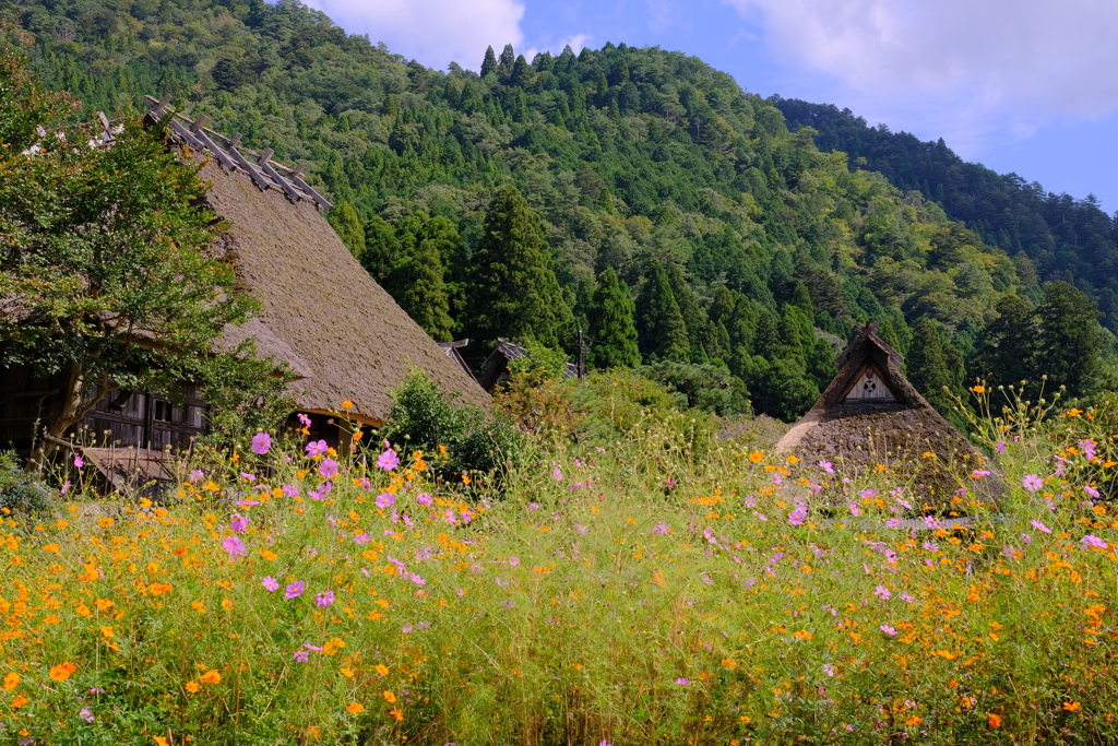 美山かやぶきの里のコスモス