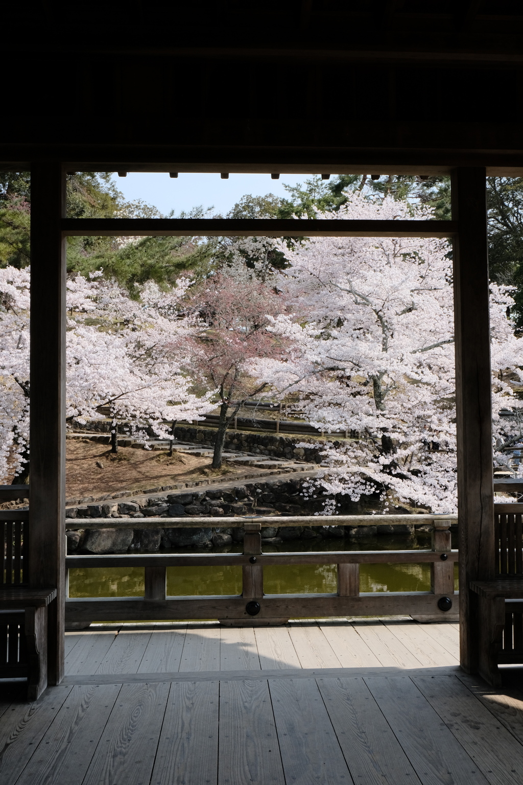 浮御堂の桜