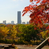 大阪城公園の紅葉