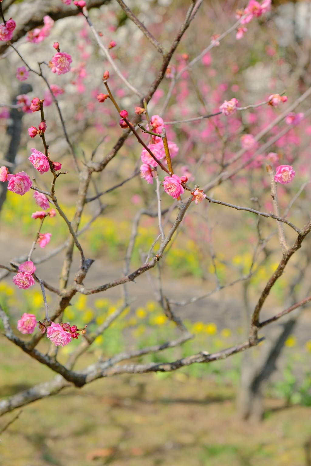 梅の花