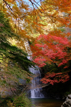 箕面大滝の紅葉