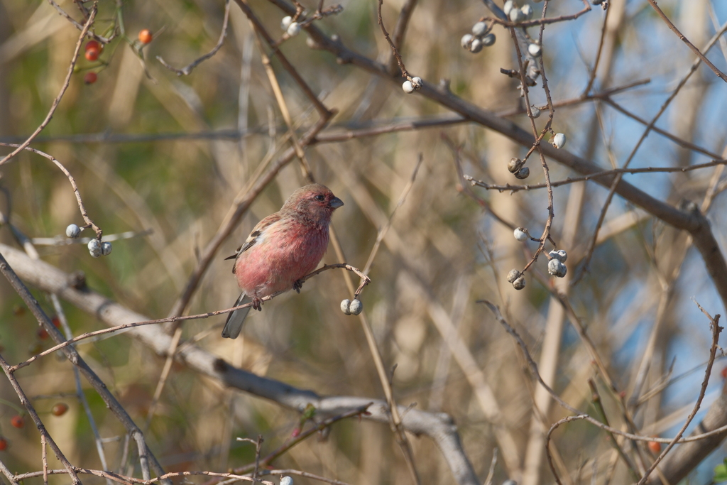 今日の鳥果；ベニマシコ♂