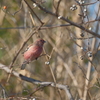 今日の鳥果；ベニマシコ♂