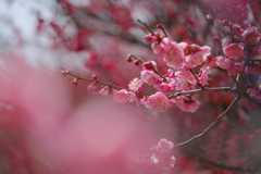 梅花爛漫