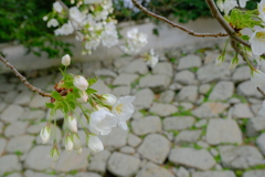 中津城の桜