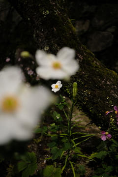 秋明菊