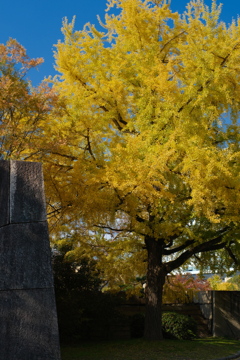 イチョウ紅葉