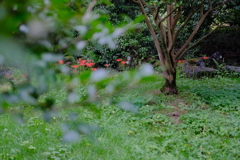 万博記念公園の彼岸花