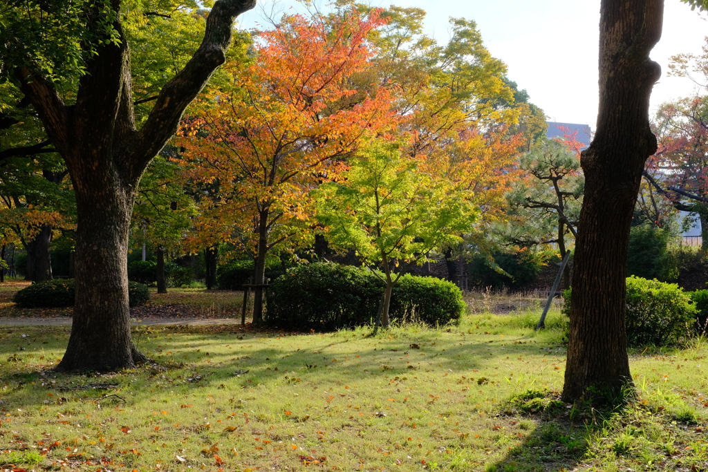 大阪城公園の紅葉