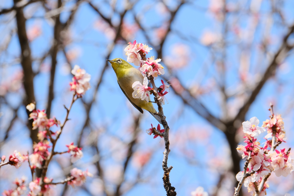 ウメジロー