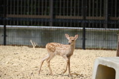 奈良公園の子鹿