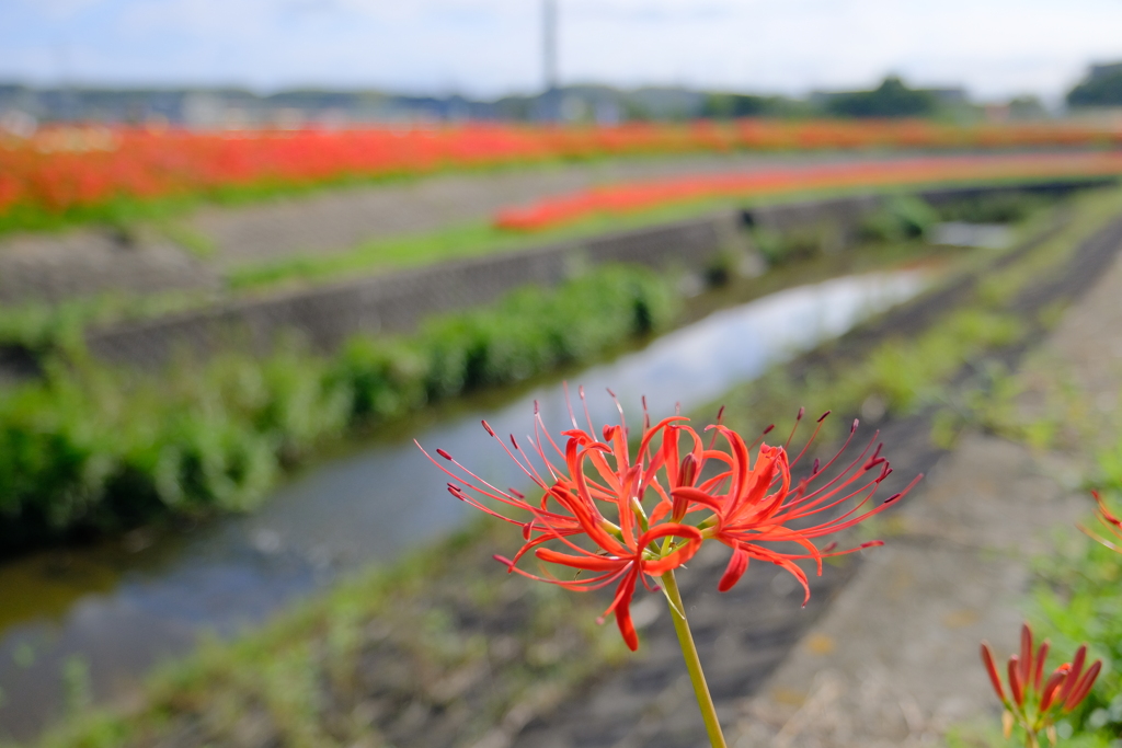 矢勝川堤の彼岸花