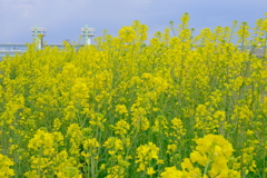 堤防の菜の花