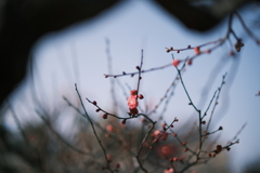 梅一輪のあたたかさ