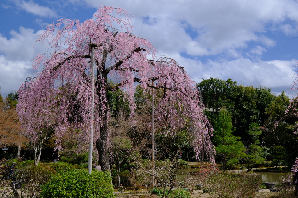 法金剛院の枝垂れ桜