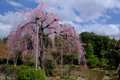 法金剛院の枝垂れ桜