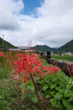 新野の水車