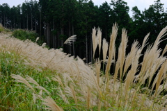 岩湧山のススキ