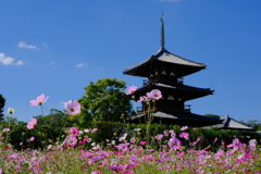 法起寺のコスモス