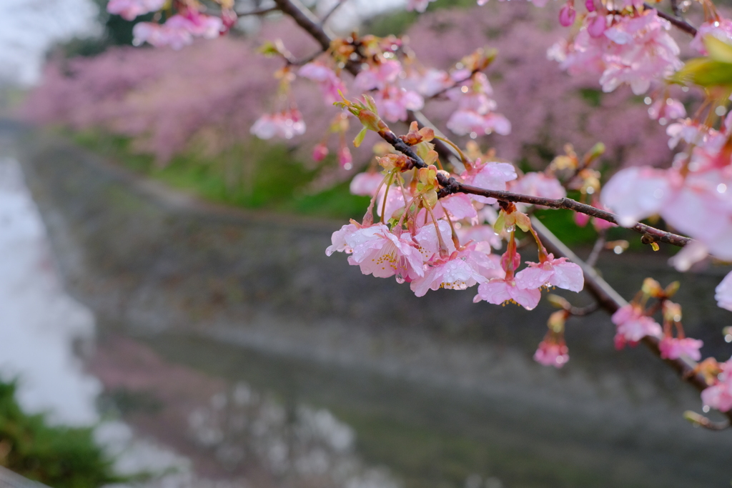 満開の河津桜