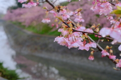満開の河津桜