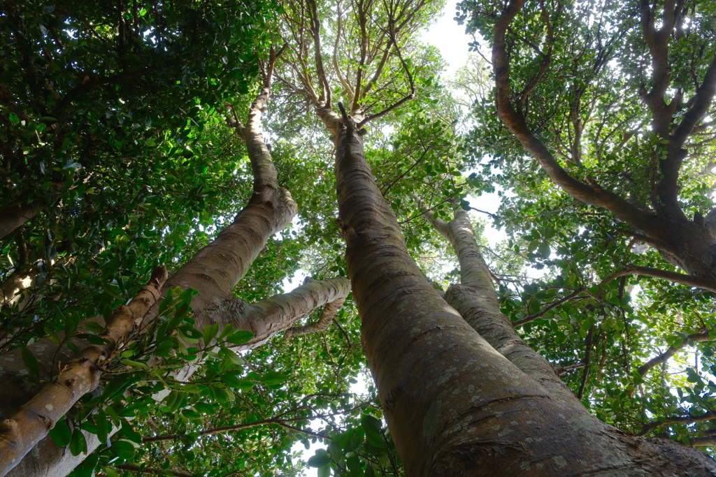 備瀬のフクギ並木