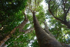 備瀬のフクギ並木