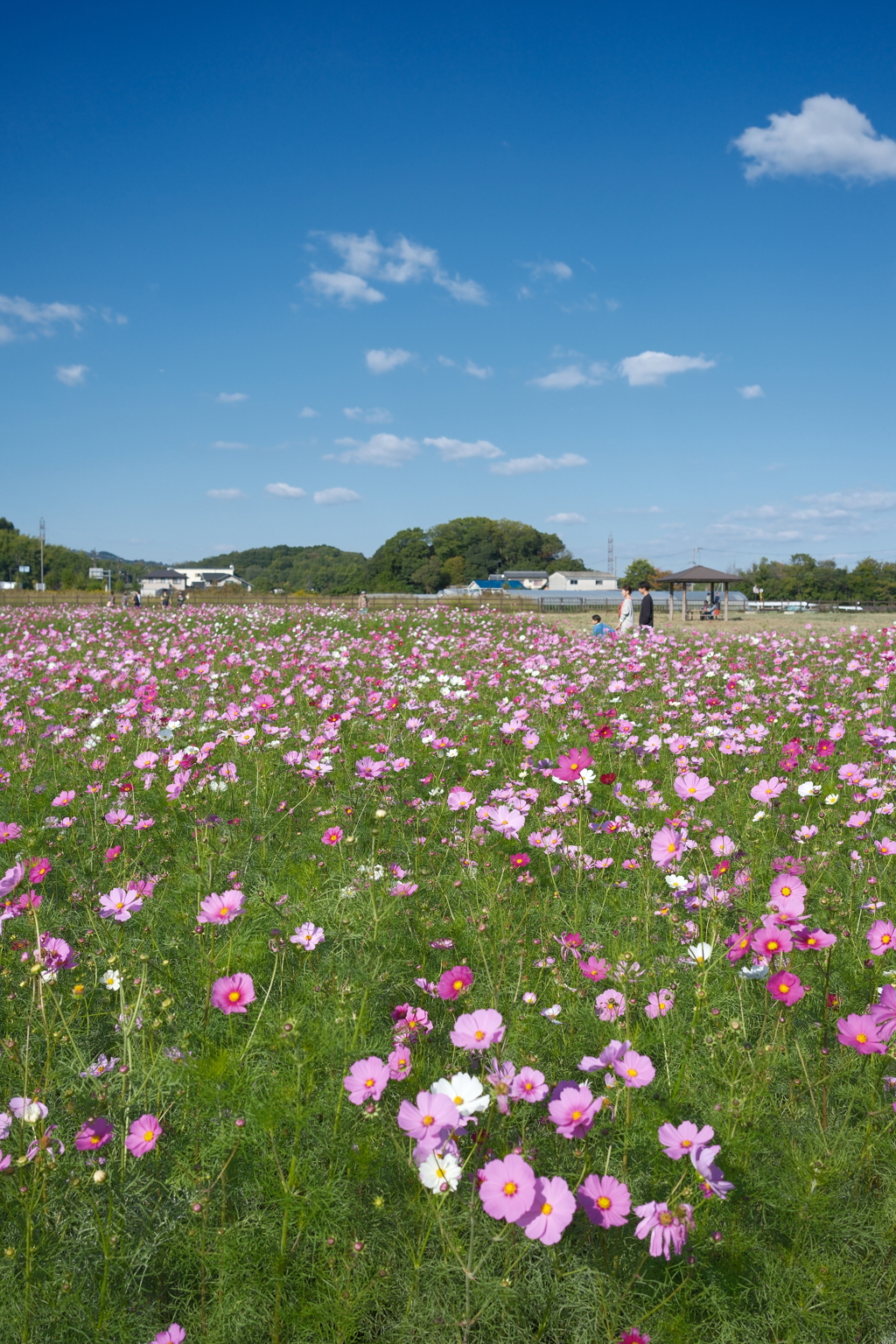 中宮寺跡の秋桜