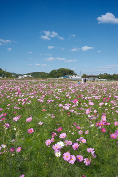 中宮寺跡の秋桜