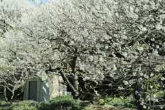 中山寺の梅園