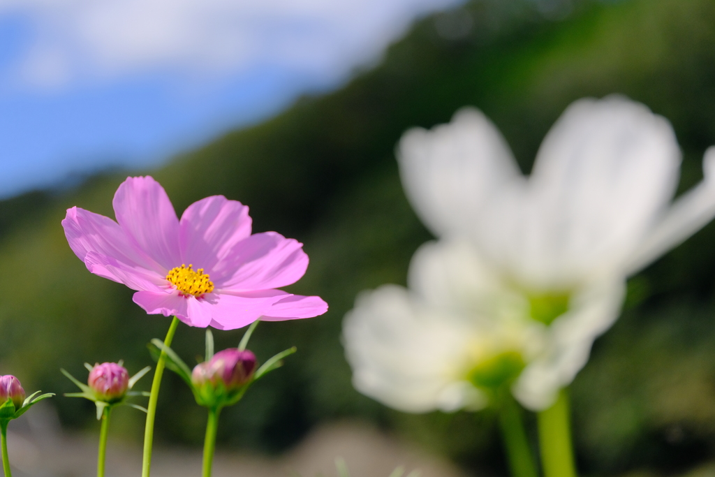 秋桜