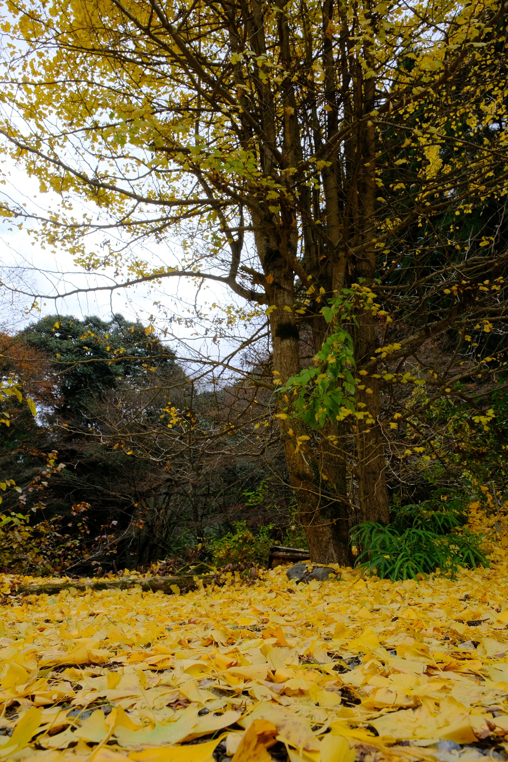 貴船口の紅葉