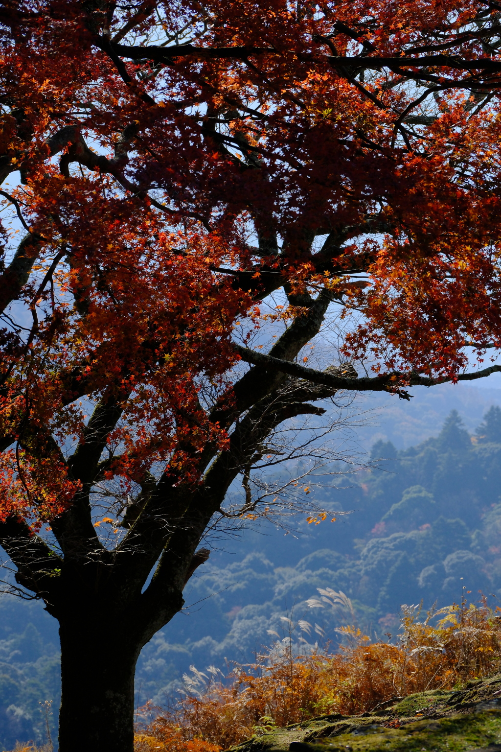 若草山山頂の秋景色