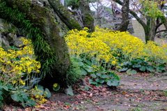 徳島中央公園のツワブキ